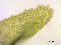 Attēlu rezultāti vaicājumam “Meesia triquetra”