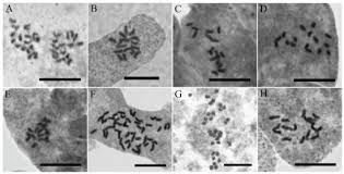 Image result for pfanzelt tehron