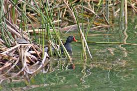 Attēlu rezultāti vaicājumam “Gallinula chloropus adult”