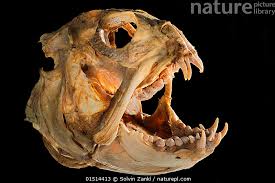 Image result for Anarhichas lupus