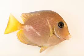 Image result for Acanthurus coeruleus