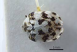 Attēlu rezultāti vaicājumam “Anthrenus sp.”