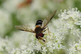 Attēlu rezultāti vaicājumam “Gelechia jakovlevi”