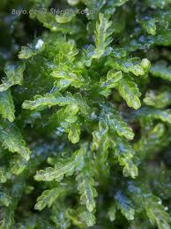 Attēlu rezultāti vaicājumam “Cephalozia bicuspidata”