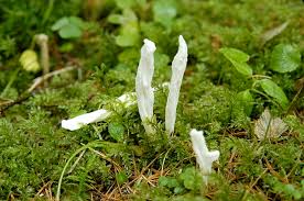 Attēlu rezultāti vaicājumam “Clavulina rugosa”