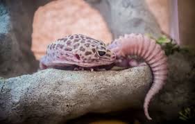Image result for gravidity leopard gecko