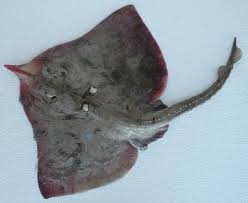 Image result for Raja straeleni