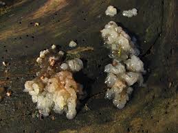 Attēlu rezultāti vaicājumam “Exidia thuretiana”