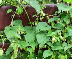 Attēlu rezultāti vaicājumam “Humulus lupulus”