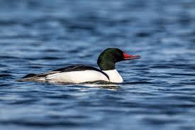 Attēlu rezultāti vaicājumam “Mergus merganser male”
