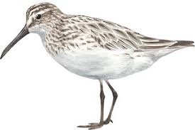 Attēlu rezultāti vaicājumam “Calidris falcinellus adult”