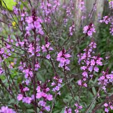 Image result for Verbena officinalis