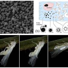 Attēlu rezultāti vaicājumam “Agelastica alni larva”