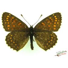 Attēlu rezultāti vaicājumam “Melitaea diamina upperside”
