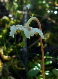 Attēlu rezultāti vaicājumam “Moneses uniflora flower”