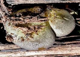 Attēlu rezultāti vaicājumam “Panellus serotinus”