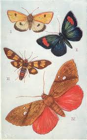 Attēlu rezultāti vaicājumam “Diacrisia sannio”