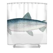 Image result for Coregonus artedi