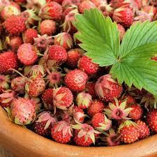 Attēlu rezultāti vaicājumam “Fragaria viridis fruit”