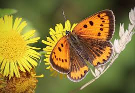 Attēlu rezultāti vaicājumam “Lycaena dispar female”