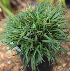 Attēlu rezultāti vaicājumam “Luzula pilosa leaf”