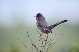 Image result for Sylvia sarda