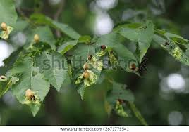 Attēlu rezultāti vaicājumam “Tetraneura ulmi”