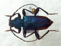 Attēlu rezultāti vaicājumam “Callidium violaceum”