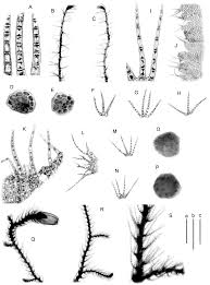 Attēlu rezultāti vaicājumam “Blepharostoma trichophyllum”