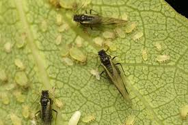 Attēlu rezultāti vaicājumam “Chaitophorus populeti”