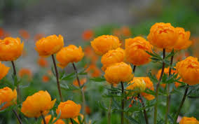 Image result for Trollblume