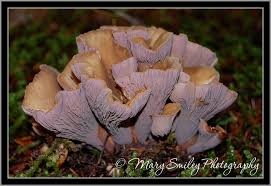 Attēlu rezultāti vaicājumam “Gomphus clavatus”