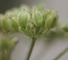 Attēlu rezultāti vaicājumam “Libanotis montana leaf”