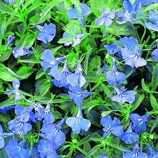 Image result for Männertreu