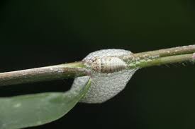 Attēlu rezultāti vaicājumam “Aphrophora salicina”