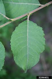 Attēlu rezultāti vaicājumam “Salix caprea leaf”