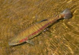 Image result for Mylopharodon conocephalus