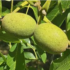 Attēlu rezultāti vaicājumam “Juglans regia fruit”