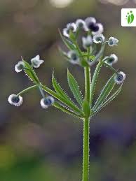 Attēlu rezultāti vaicājumam “Galium aparine fruit”
