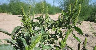 Attēlu rezultāti vaicājumam “Amaranthus retroflexus leaf”