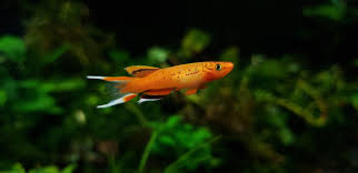 Image result for Aphyosemion