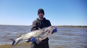 Image result for Ictalurus furcatus