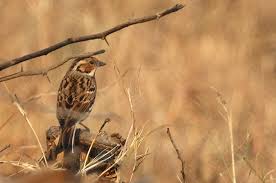 Image result for Emberiza pusilla