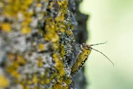 Attēlu rezultāti vaicājumam “Saperda scalaris”