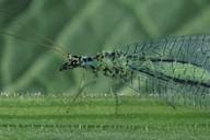 Attēlu rezultāti vaicājumam “Chrysopa”