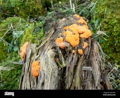 Attēlu rezultāti vaicājumam “Dictydiaethalium plumbeum macro”