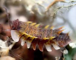 Attēlu rezultāti vaicājumam “Euura brevicornis”