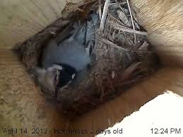 Attēlu rezultāti vaicājumam “Sitta europaea nest”