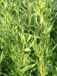 Image result for Artemisia dracunculus