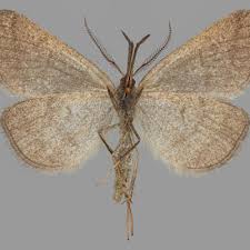 Attēlu rezultāti vaicājumam “Polypogon tentacularius”